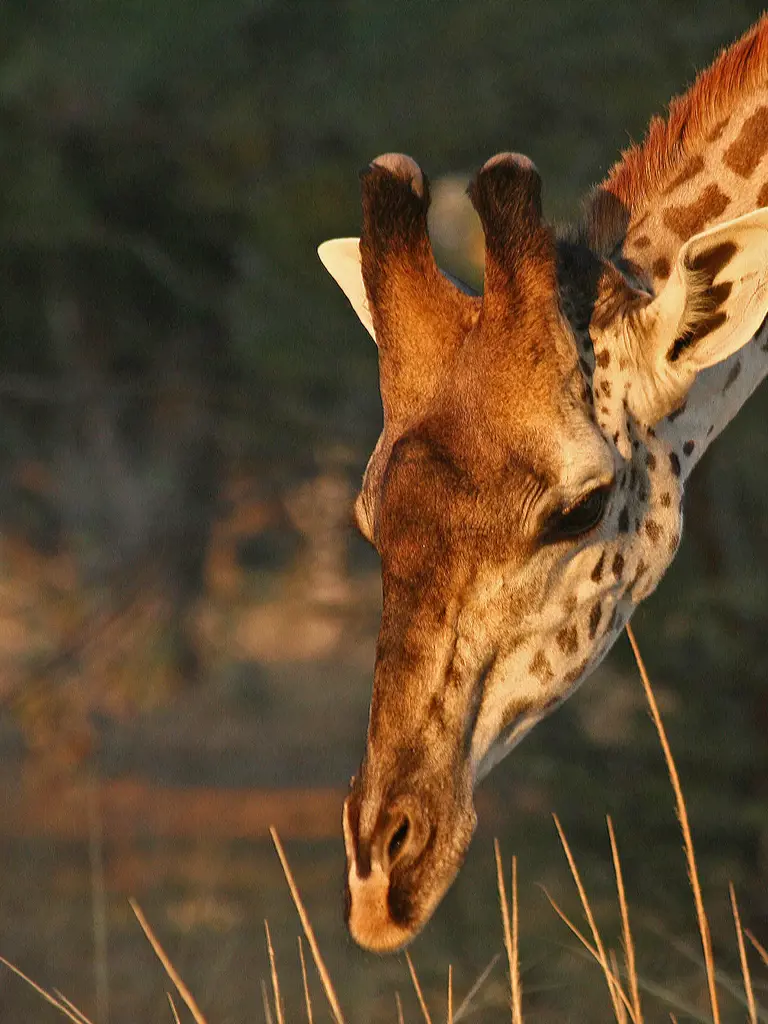 Sambia - Walking Safari